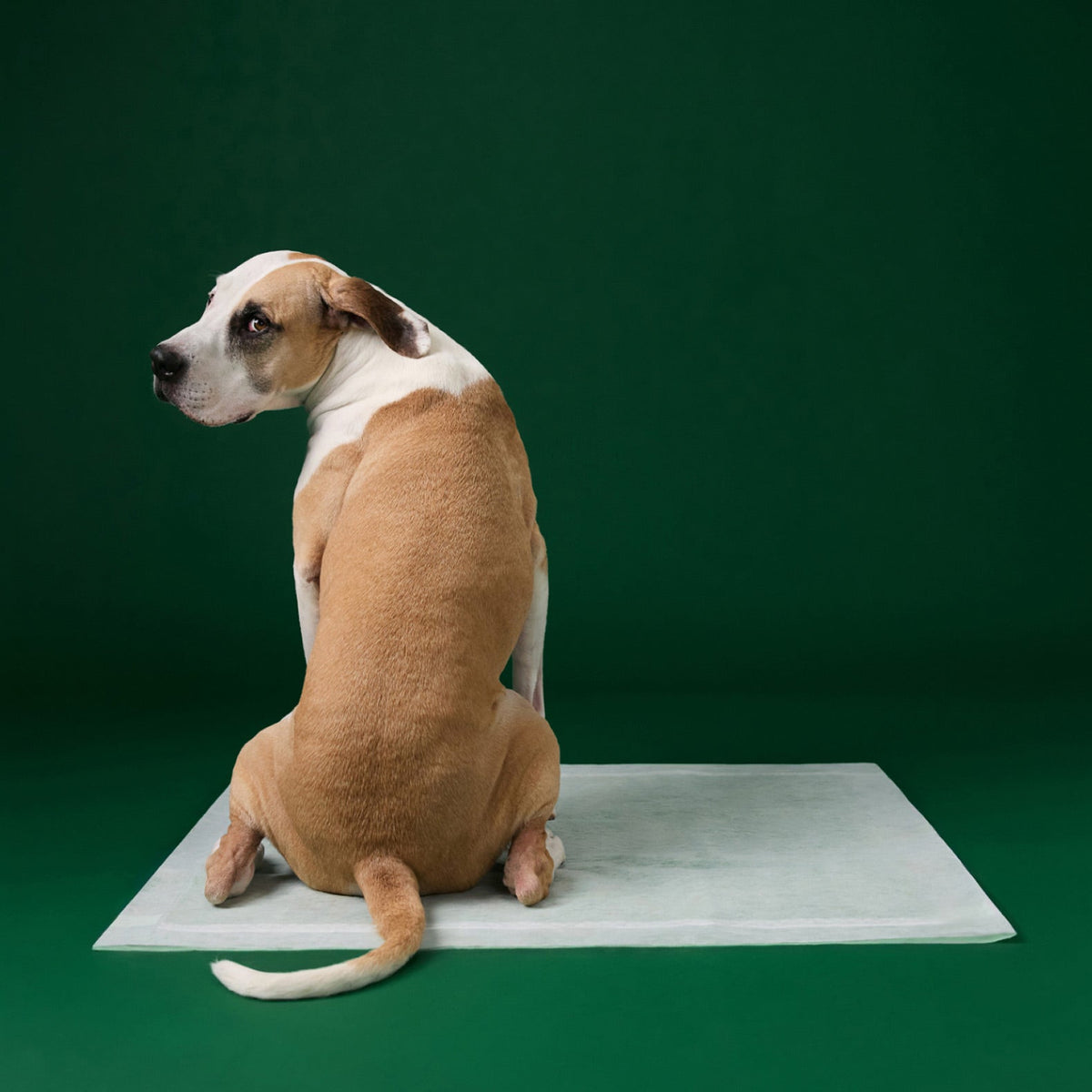 Disposable Dog Pee Pads with AbsorbShield+ Technology - Large - 22" x 23" (40 Count)